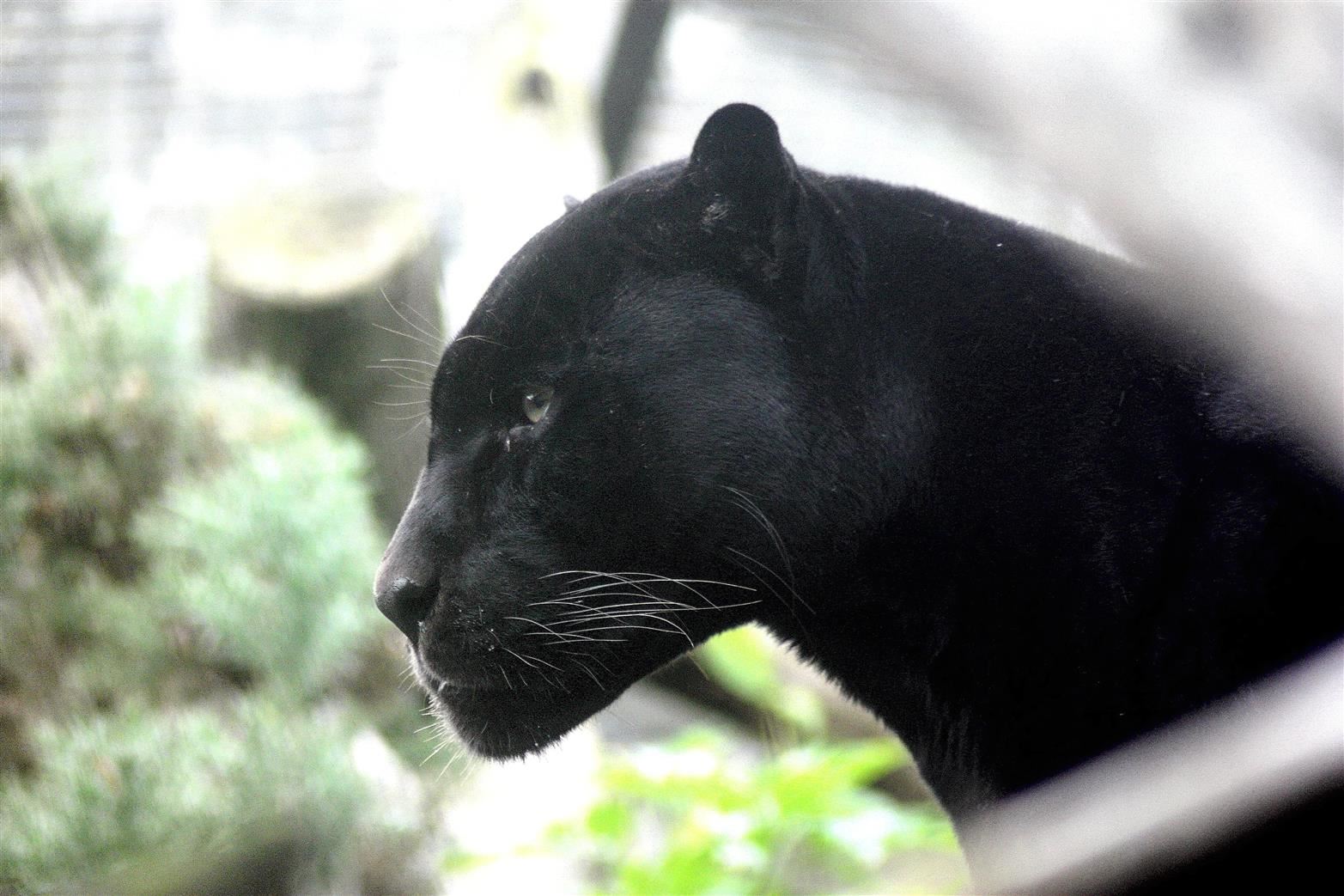 Photo of a black panther Photo of a black panther